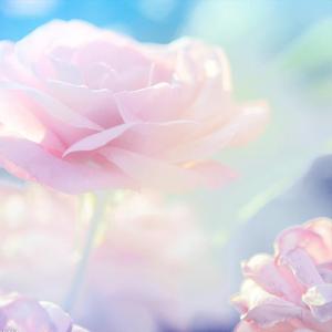 花瓣
