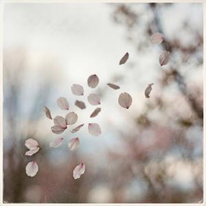 Blossoms After the Rain