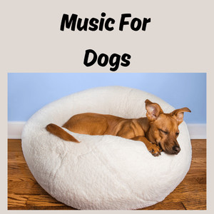 Dog Calming Music