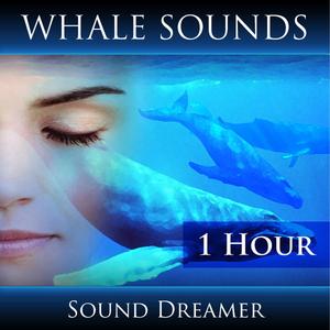 Whale Sounds - 1 Hour