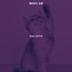 微妙的小猫心情
