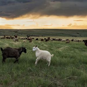 暗恋过结局呢+Always online