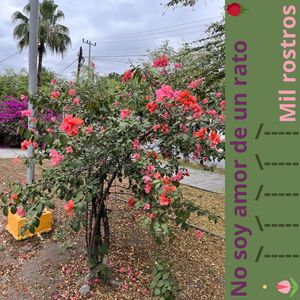 no soy amor de un rato