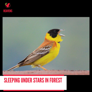 Owl and Insects Harmonies