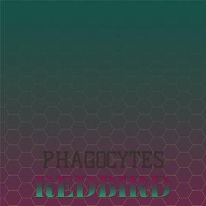 Contemporary Perspective