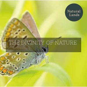 Blinding Midday Ocean Shores