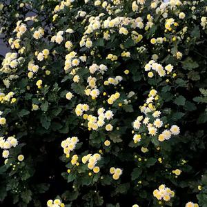 Love letter with heartache.