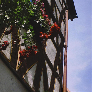 Rose und Hand