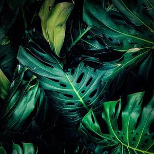 Dee Zee (Tu Na Stoliczku)