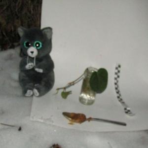 Miow