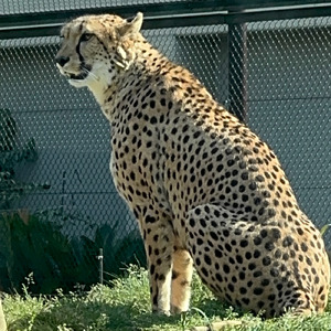 紅蓮落雷～憤怒の天神～