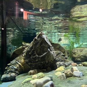 Snapping Turtle Sanctuary