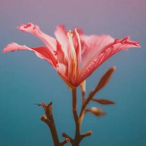 【free】情歌 type beat红花