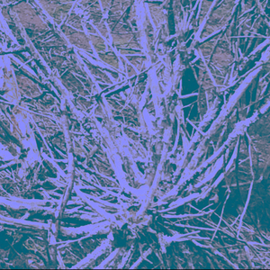 Moth Dust