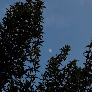 躲在树洞里的秘密