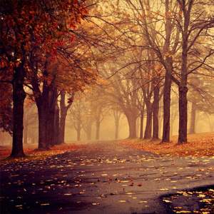 忆之落叶 (纯音乐)