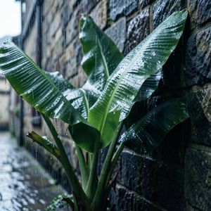 雨打芭蕉
