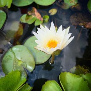 Say It Without Words