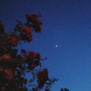 Weiße Testarossa / Rote Rosen