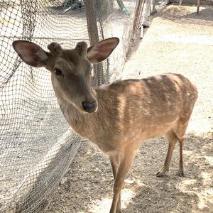 Love urself （cover:justin bieber)