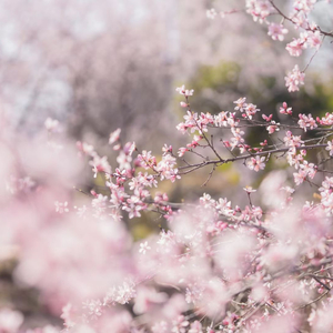 四景山水.wav