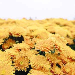 助眠大脑 (铃铛版)