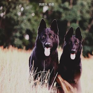 有趣训练犬情怀