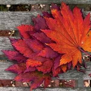 The most beautiful maple leaf