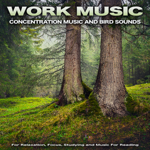 Concentration Music For Work with Bird Sounds