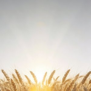 风儿风儿你回来 唱.mp3