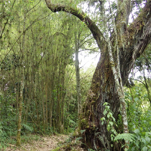 Self-Hypnosis (A Direct Approach to Hypnosis)