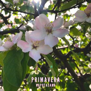 Primavera