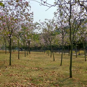 Variations on the Quidditch World Cup (D商-D宫-加了变宫的D宫-G都节-D楚宫)