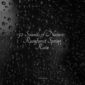 Forest, Night, Frogs