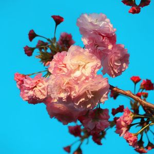 她