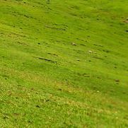 世间皆是糊涂，清醒便是罪