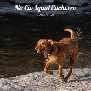 No Cio Igual Cachorro