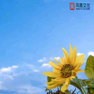 花絮（治愈心情钢琴曲）