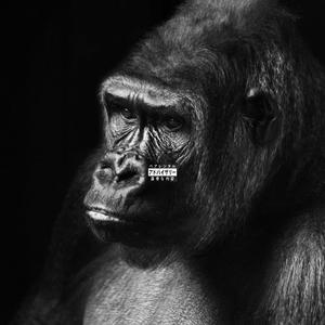 GORILLA
