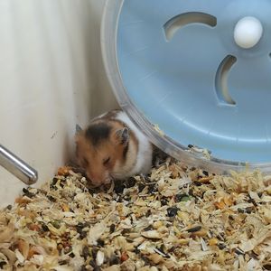 断虹