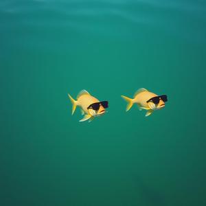 Ein Armanelkem im Angelcamp