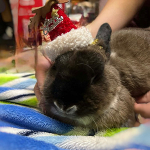 🐰Black nose: Merry Glitchmas🎅 by Snow❄️
