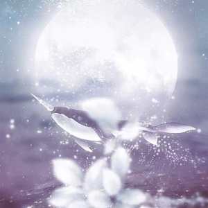 他洒下月光（翻自 群星）