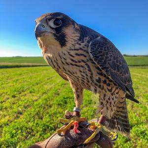 HUGEL/Amber/Van Day_-_Mamma_Mia(Eugene_Star_Remix)