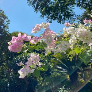草莓节