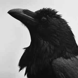 Crow