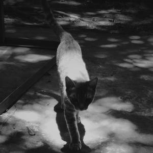 路(prod.The Cancel)