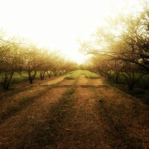 Path Beyond the Orchard