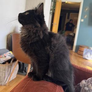 ”Storm - den kulaste kattungen(akustisk)“