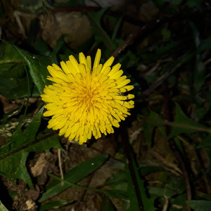 A VOZ DE RAMURA. PRIMAVERA